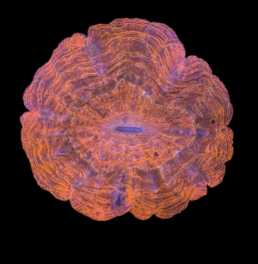 WYSIWYG Red Acanthophyllia Meat Coral Live LPS Reef Aquarium Showpiece