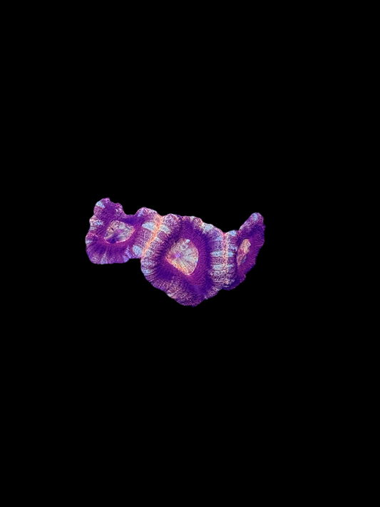 WYSIWYG Red and Pink Asian Acan Lord Live Coral Frag SPS LPS Reef Aquarium