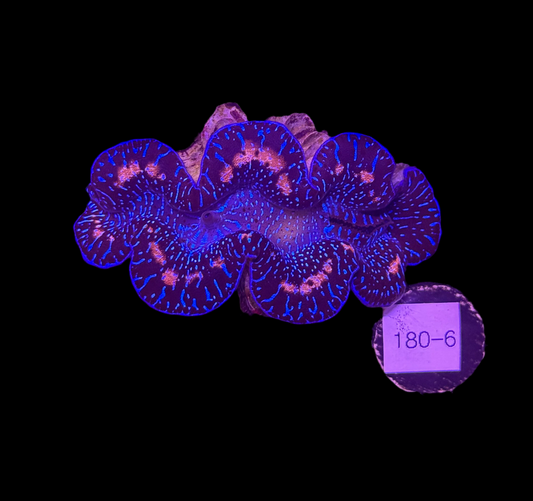WYSIWYG Ultra Color Tridacna Maxima Clam – Live Saltwater Clam for Reef Tanks