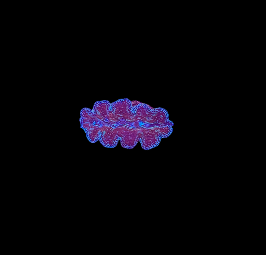 WYSIWYG Blue Tridacna Crocea Clam Live Saltwater Reef Coral