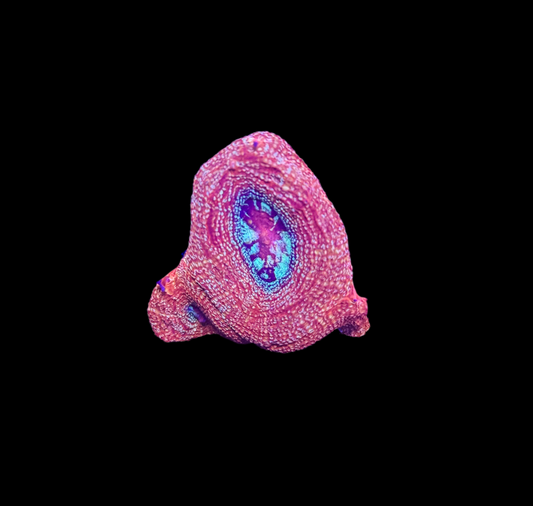 WYSIWYG Red Acan Bowerbanki