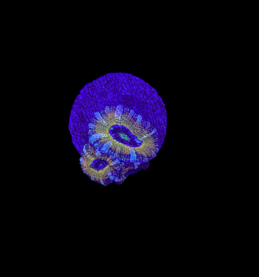 WYSIWYG Rainbow Acan Lord Live Coral Frag Vibrant LPS for Reef Aquarium