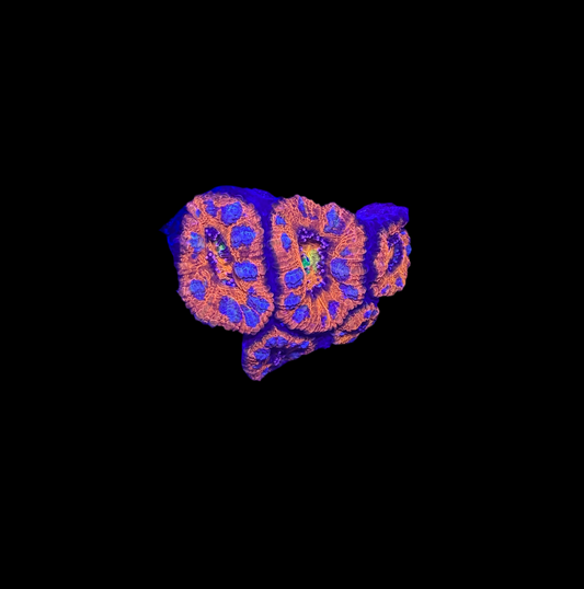 WYSIWYG Rainbow Acan Lord Live Coral Frag Vibrant LPS for Reef Aquarium
