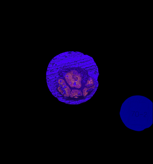 WYSIWYG Rainbow Acan Lord Live Coral Frag Vibrant LPS for Reef Aquarium