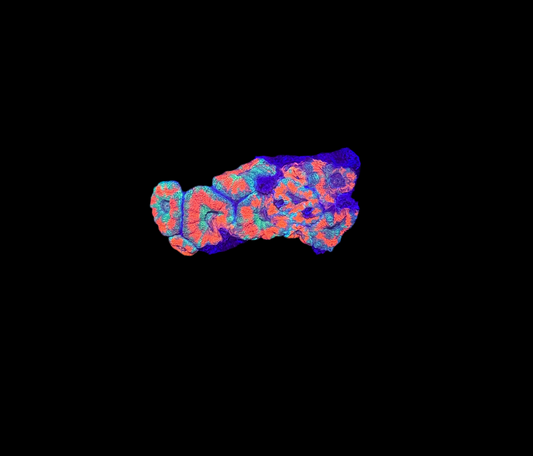 WYSIWYG Red Acan Lord Live Coral Frag SPS LPS for Reef Aquarium Tank