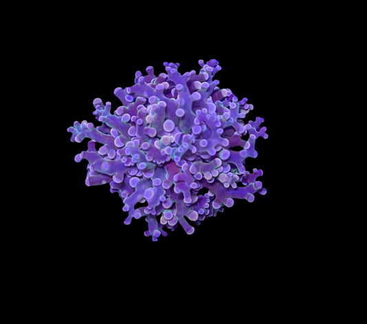 WYSIWYG Purple Frogspawn Live LPS Frag Coral Saltwater Reef Aquarium