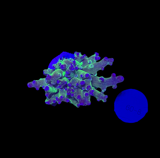 WYSIWYG Grafted Frogspawn Live LPS Frag Coral Saltwater Reef Aquarium