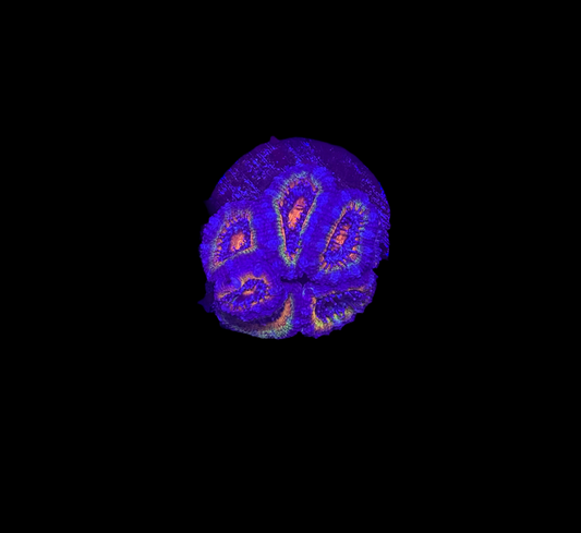 WYSIWYG Rainbow Acan Lord Live Coral Frag Vibrant LPS for Reef Aquarium