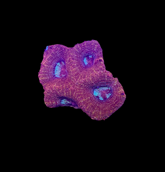 WYSIWYG Red Acan Bowerbanki – Live LPS Coral for Reef Aquarium