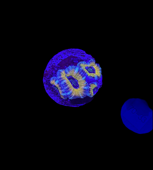 WYSIWYG Rainbow Acan Lord Live Coral Frag Vibrant LPS for Reef Aquarium