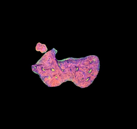 WYSIWYG Ultra Rainbow Chalice Live Coral – Vibrant LPS for Reef Aquarium