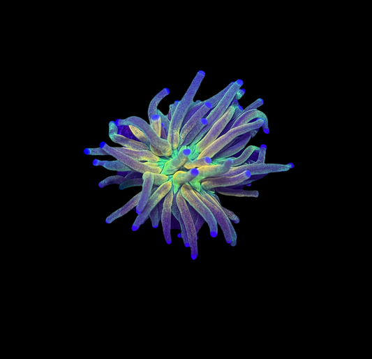 WYSIWYG Holy Grail Torch Live Coral – LPS Frag