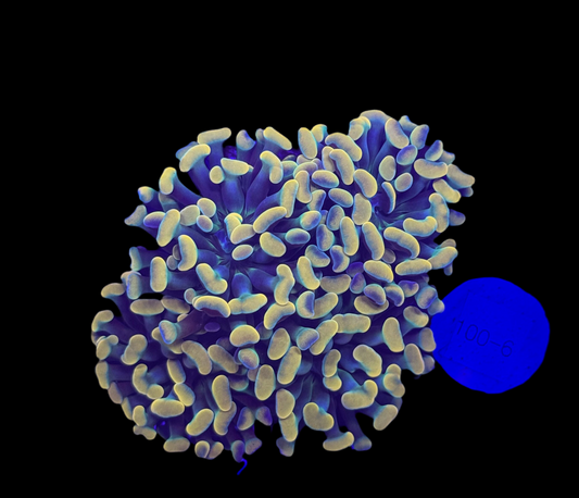 WYSIWYG Gold Branching Hammer Coral – Live LPS Euphyllia for Reef Tank
