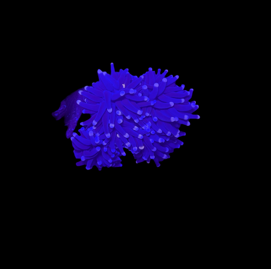 WYSIWYG Pink Tip Torch