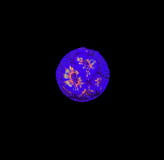 WYSIWYG Rainbow Acan Lord Live Coral Frag Vibrant LPS for Reef Aquarium