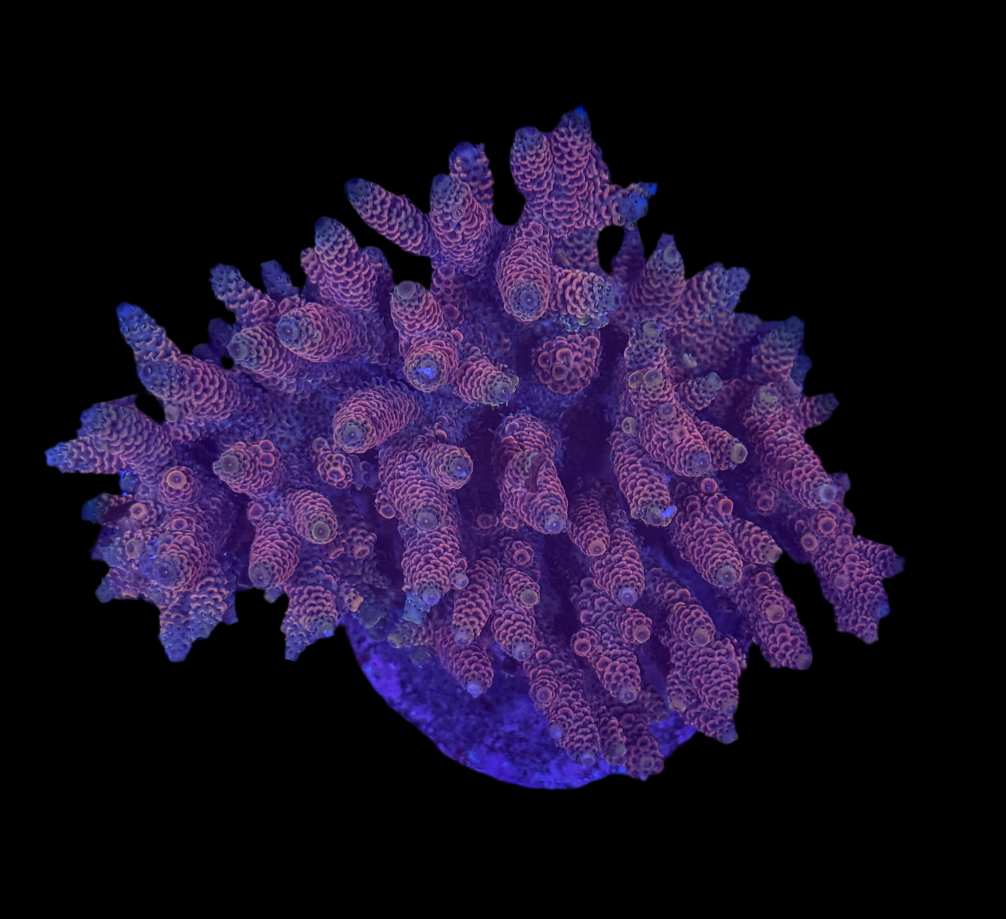 WYSIWYG Acropora Tenuis Live Coral – SPS Acro for Saltwater Reef Aquarium