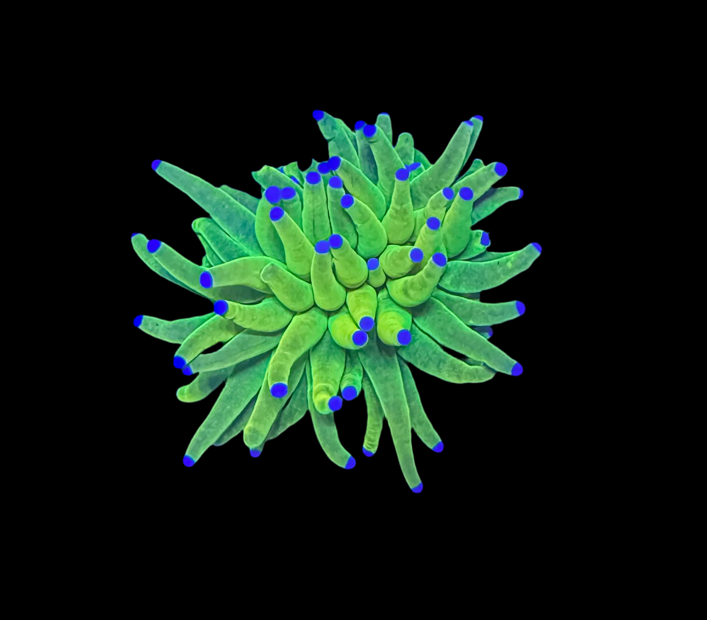 WYSIWYG Holy Grail Torch Live Coral – Frag Euphyllia LPS for Reef Aquarium