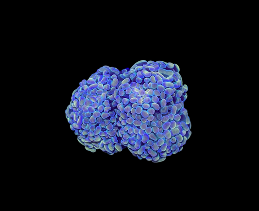 WYSIWYG Hologram Branching Hammer Live Coral – LPS Saltwater Aquarium