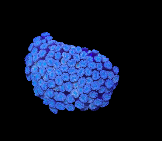 WYSIWYG Pink Alveopora Frag Live Coral – LPS for Saltwater Reef Aquarium
