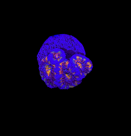 WYSIWYG Rainbow Acan Lord Live Coral Frag Vibrant LPS for Reef Aquarium