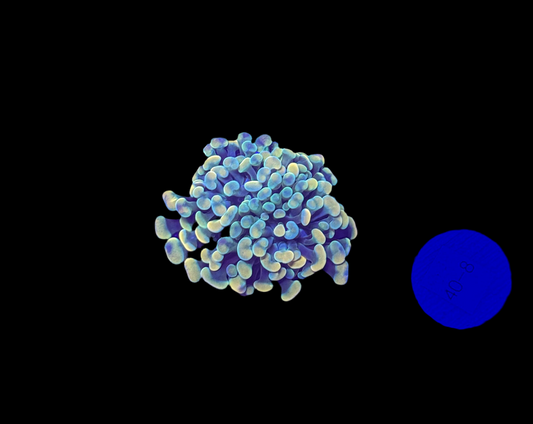 WYSIWYG Gold Branching Hammer Coral – Live LPS Euphyllia for Reef Tank