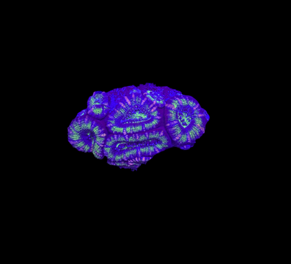 WYSIWYG Green Acan Lord Live Coral Frag Bright LPS for Reef Aquarium