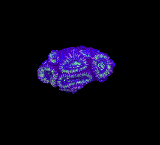 WYSIWYG Green Acan Lord Live Coral Frag Bright LPS for Reef Aquarium