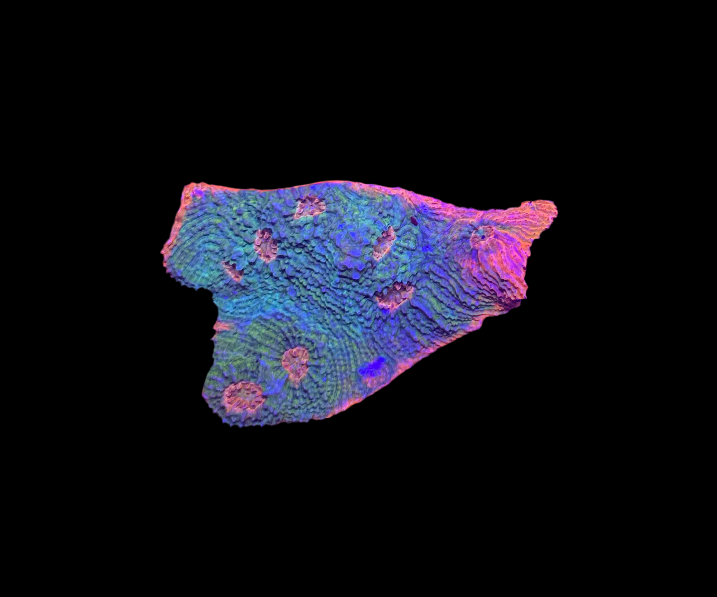WYSIWYG Rainbow Chalice Live LPS Coral Frag – Bright Colors for Reef Tank