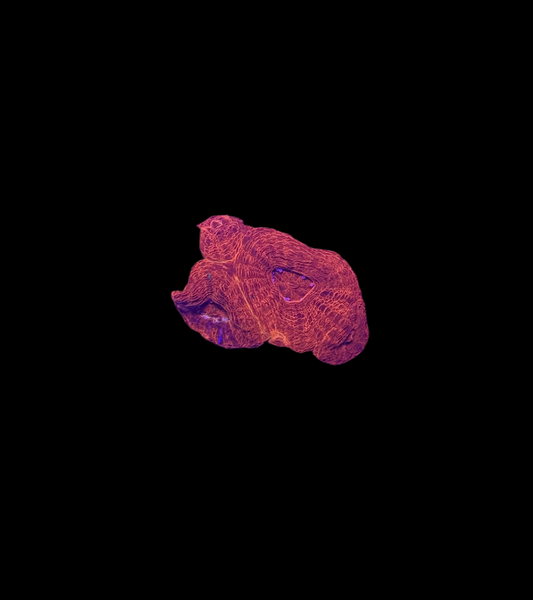 WYSIWYG Ultra Red Acan Bowerbanki