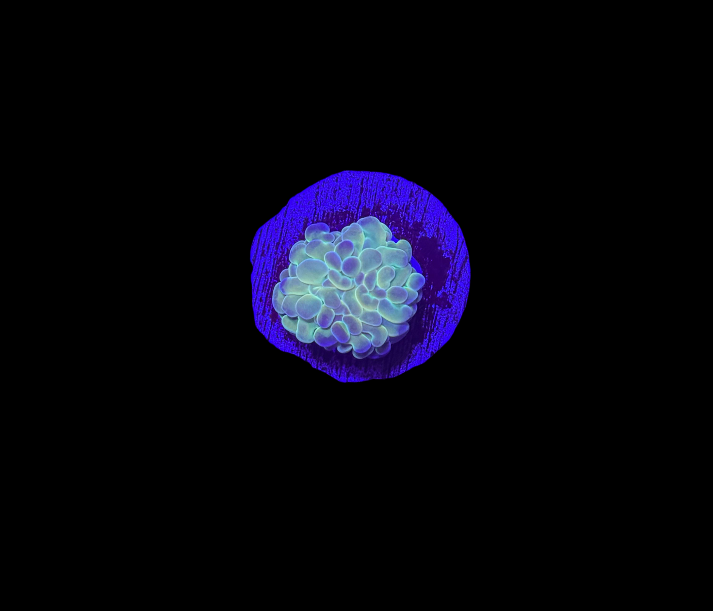 WYSIWYG Hologram Branching Hammer