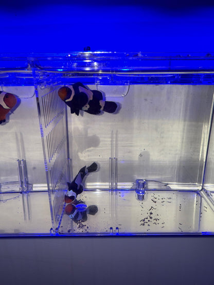 2-Pack Black Snowflake Ocellaris Clownfish – Live Captive-Bred Saltwater Aquarium Fish