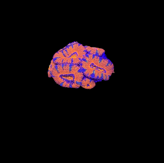 WYSIWYG Rainbow Acan Lord Live Coral Frag Vibrant LPS for Reef Aquarium