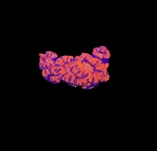 WYSIWYG Rainbow Acan Lord Live Coral Frag Vibrant LPS for Reef Aquarium