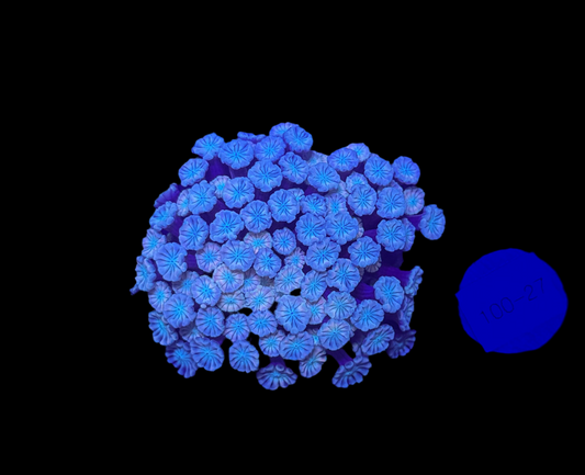 WYSIWYG Pink Alveopora Frag Live Coral – LPS for Saltwater Reef Aquarium