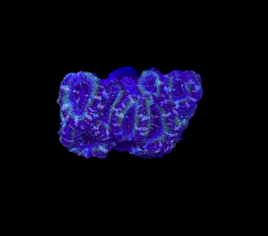 WYSIWYG Green Acan Lord Live Coral Frag Bright LPS for Reef Aquarium