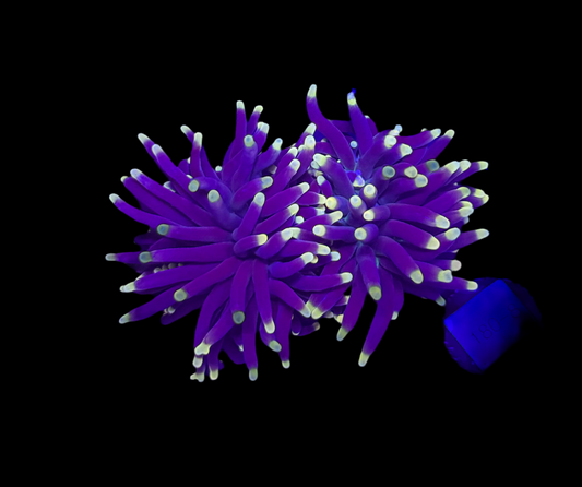 WYSIWYG Rasta Torch Live Coral Frag – Ultra Bright LPS for Saltwater Reef Tank