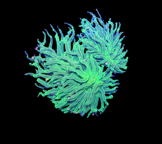 WYSIWYG Cotton Candy Torch Live Coral – LPS Frag with Pink and Blue Tips