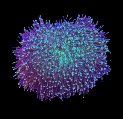 WYSIWYG Aussie Toadstool Leather Coral