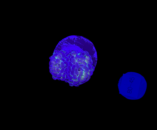 WYSIWYG Hologram Branching Hammer Live Coral – LPS Saltwater Aquarium