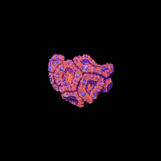 WYSIWYG Rainbow Acan Lord Live Coral Frag Vibrant LPS for Reef Aquarium