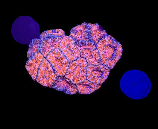 WYSIWYG Rainbow Acan Lord Live Coral Frag Vibrant LPS for Reef Aquarium