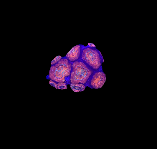 WYSIWYG Red Acan Lord Live Coral Frag SPS LPS for Reef Aquarium Tank