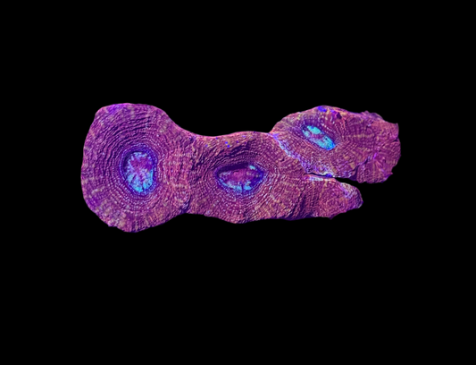 WYSIWYG Red Acan Bowerbanki