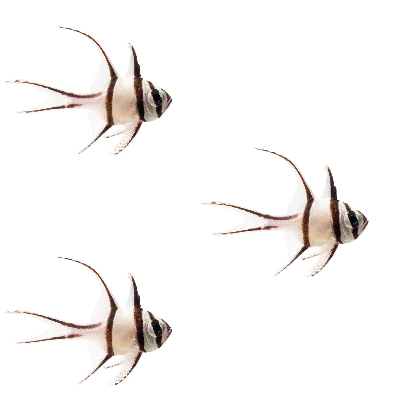 3-Pack Banggai Cardinalfish Live Saltwater Reef Safe Fish for Marine Reef Aquarium