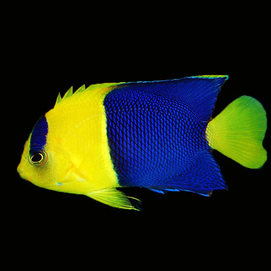 Bicolor Angelfish Live Fish Saltwater Reef Aquarium Marine Yellow Blue