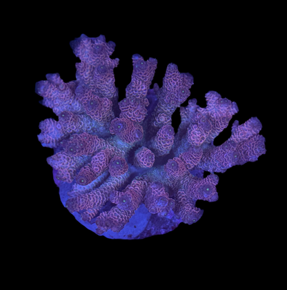 WYSIWYG Acropora Tenuis Live Coral – SPS Acro for Saltwater Reef Aquarium