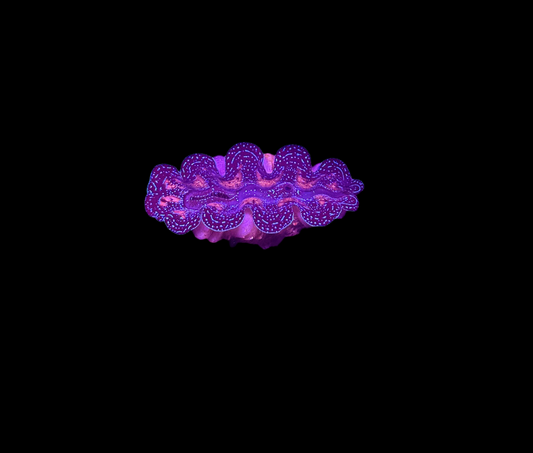 WYSIWYG Blue Tridacna Crocea Clam Live Saltwater Reef Coral