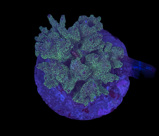WYSIWYG Green Acropora Live Coral – SPS Acro for Saltwater Reef Aquarium