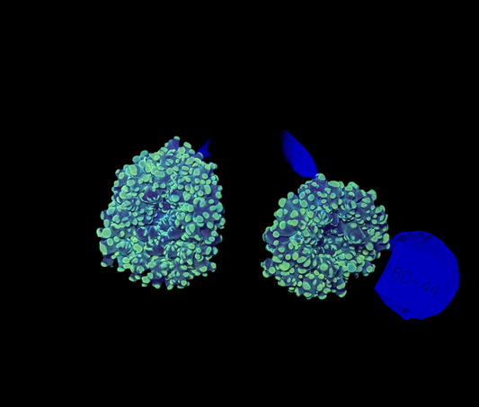 WYSIWYG Neon Green Frogspawn Live LPS Frag Coral Saltwater Reef Aquarium