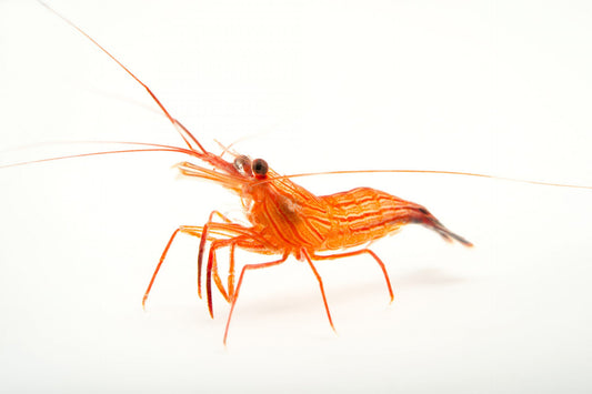 5-Pack Peppermint Shrimp – Reef Safe Aiptasia Control (Lysmata wurdemanni)